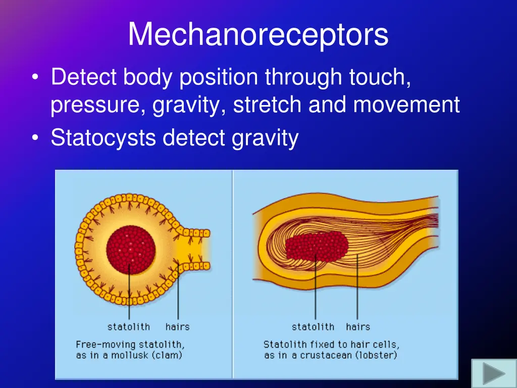 mechanoreceptors detect body position through