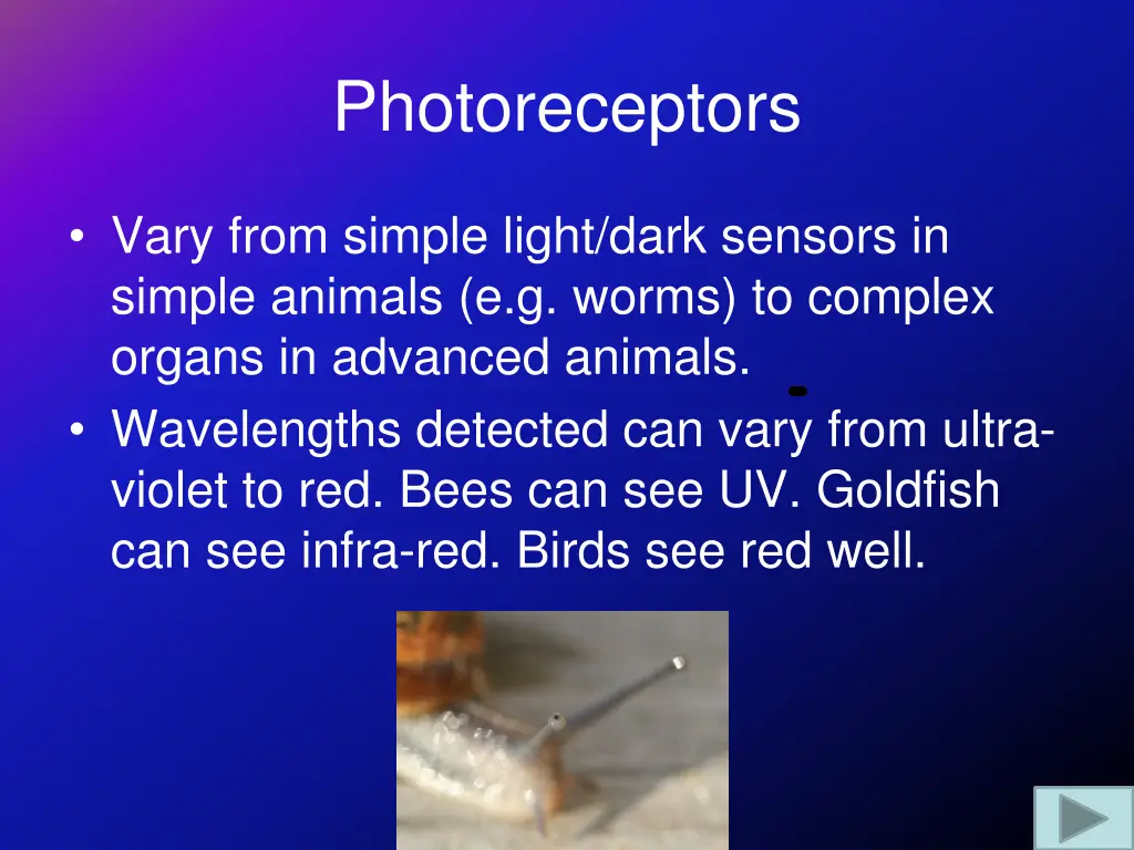 photoreceptors