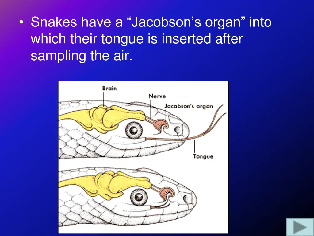 snakes have a jacobson s organ into which their