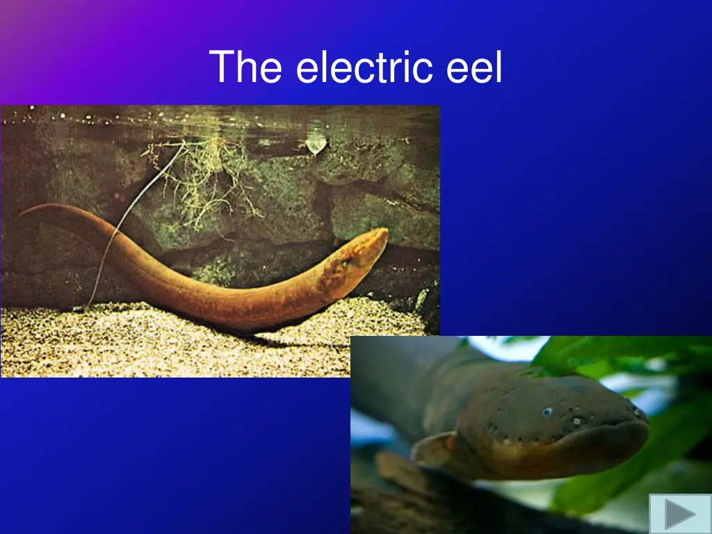 the electric eel
