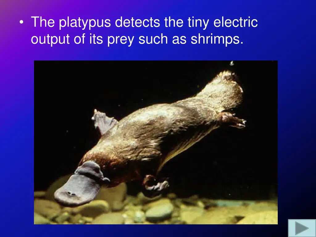 the platypus detects the tiny electric output