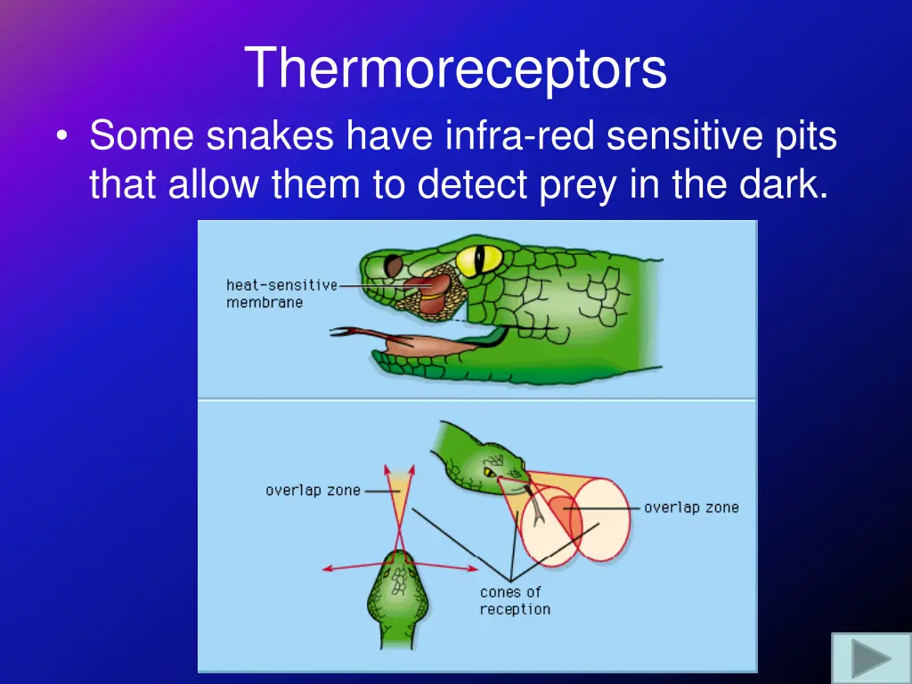 thermoreceptors some snakes have infra