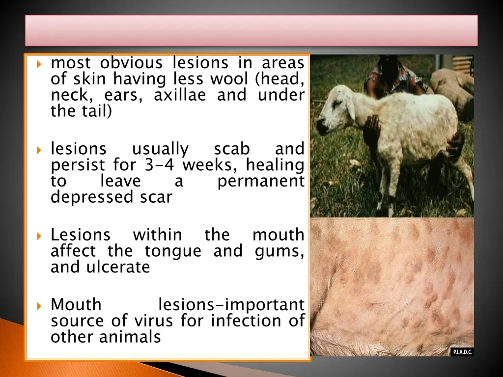 most obvious lesions in areas of skin having less