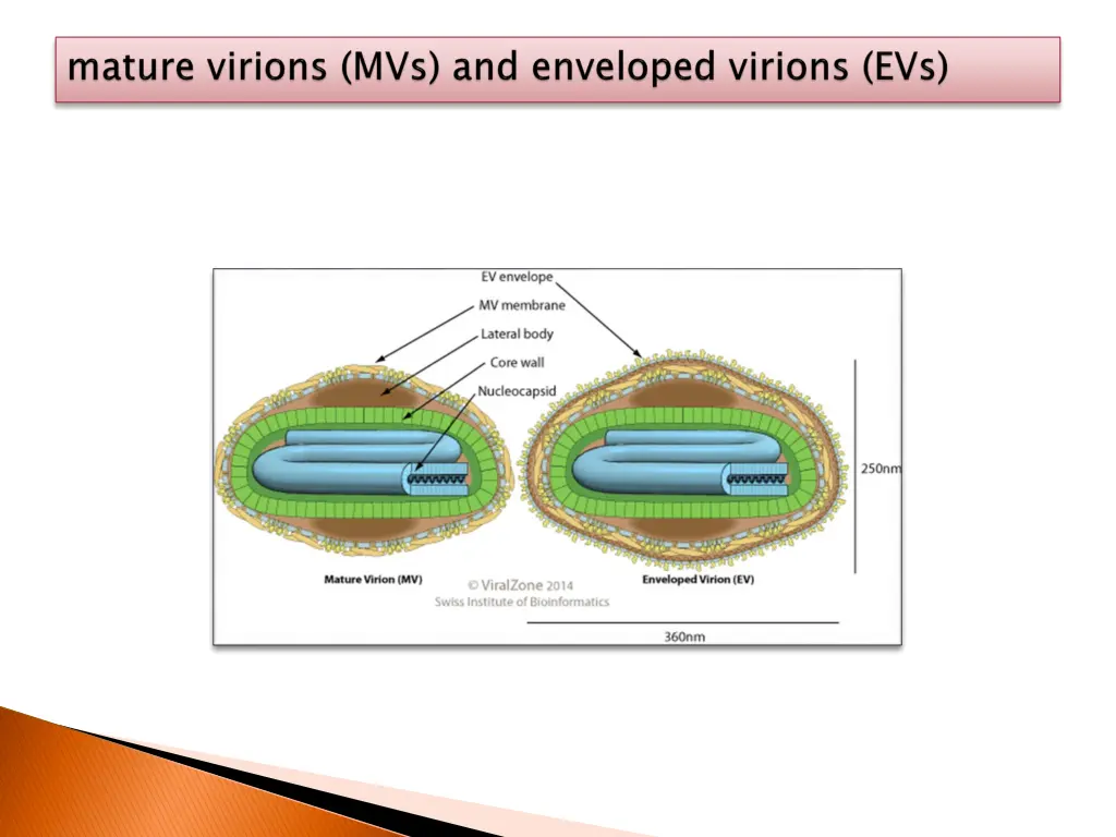 slide8