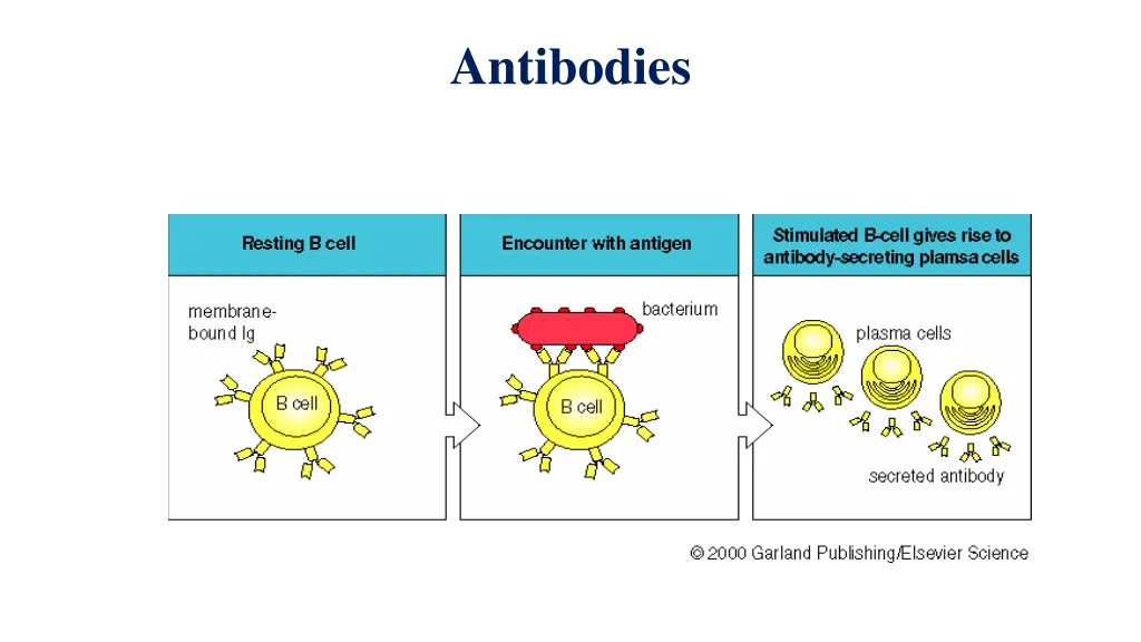 antibodies 1