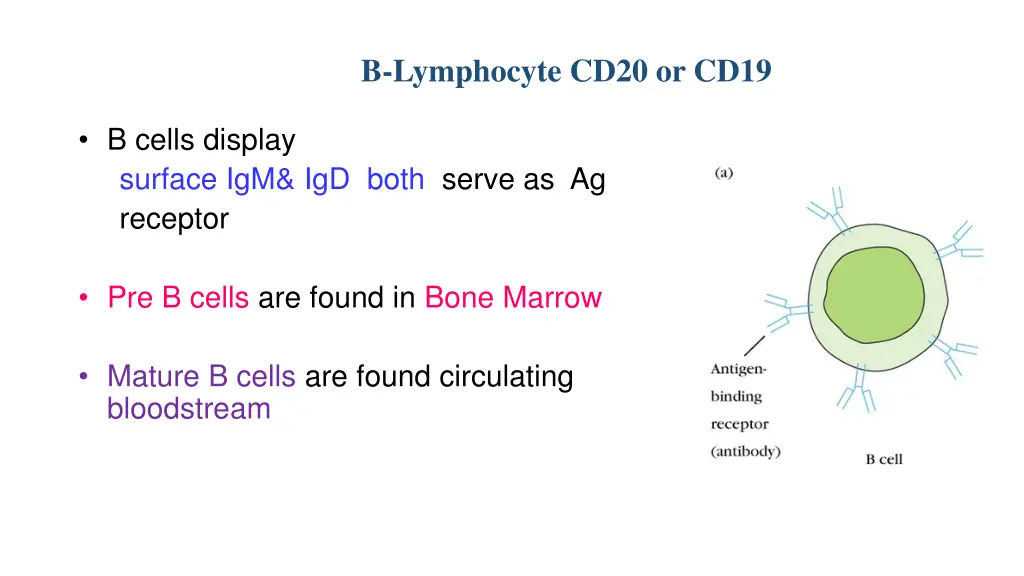 b lymphocyte cd20 or cd19