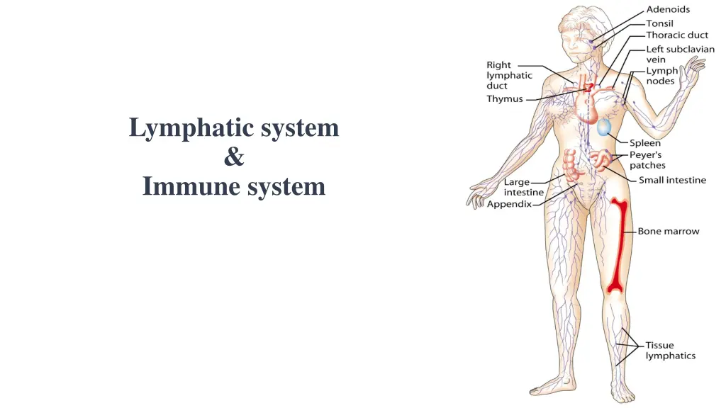 lymphatic system immune system