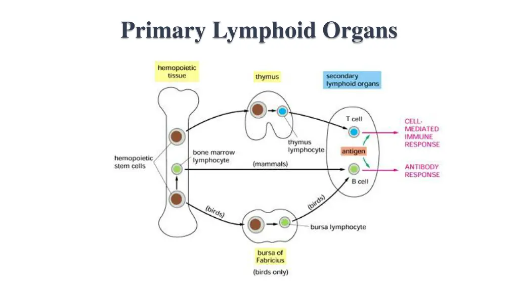 primary lymphoid organs