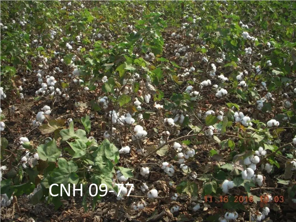 cnh 09 77