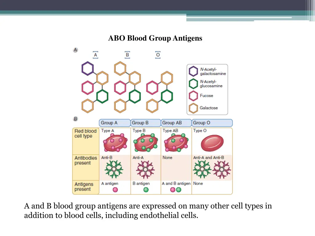 abo blood group antigens