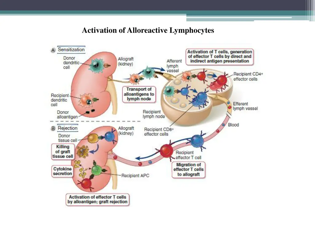 activation of alloreactive lymphocytes