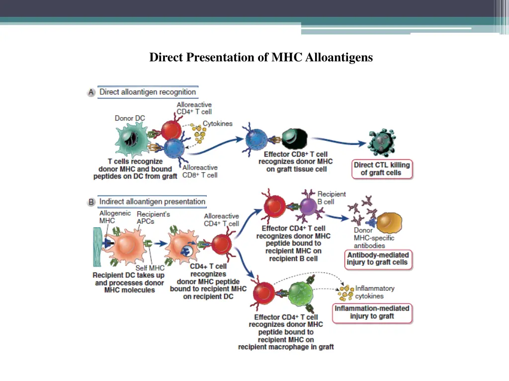direct presentation of mhc alloantigens