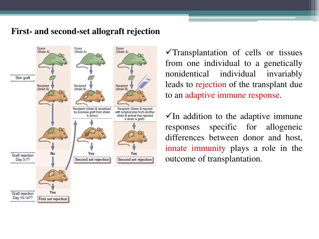 first and second set allograft rejection