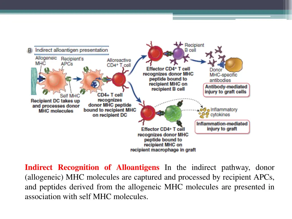indirect recognition of alloantigens