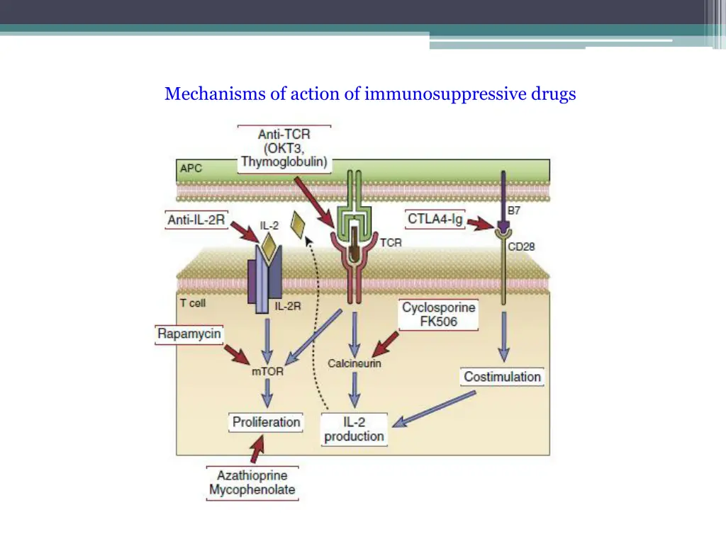 mechanisms of action of immunosuppressive drugs