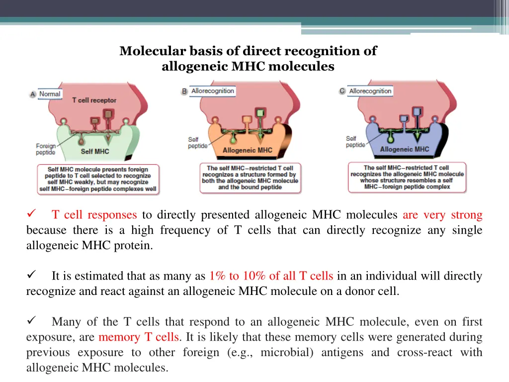 molecular basis of direct recognition