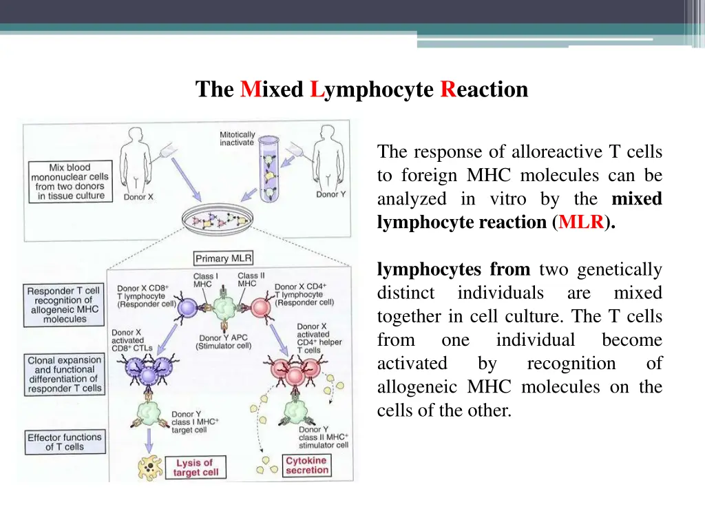 the mixed lymphocyte reaction