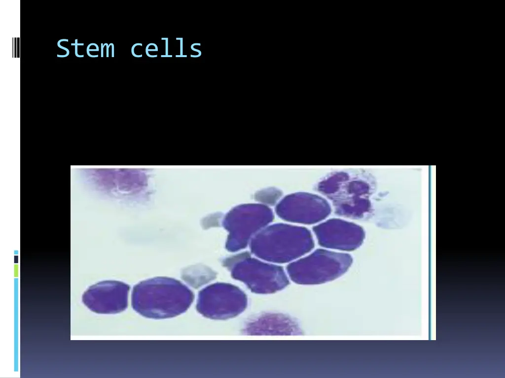 stem cells