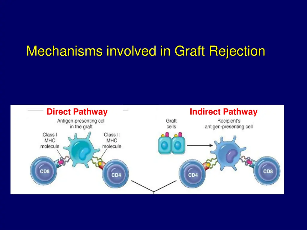 mechanisms involved in graft rejection