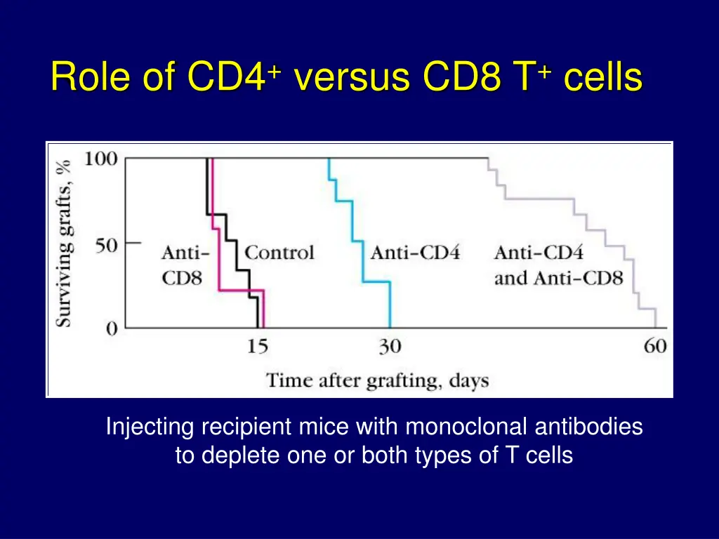 role of cd4 versus cd8 t cells