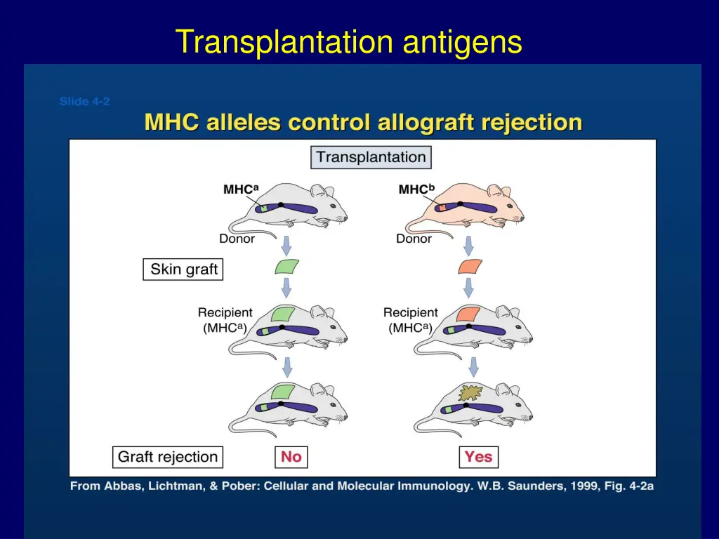 transplantation antigens