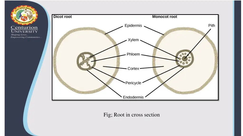 fig root in cross section