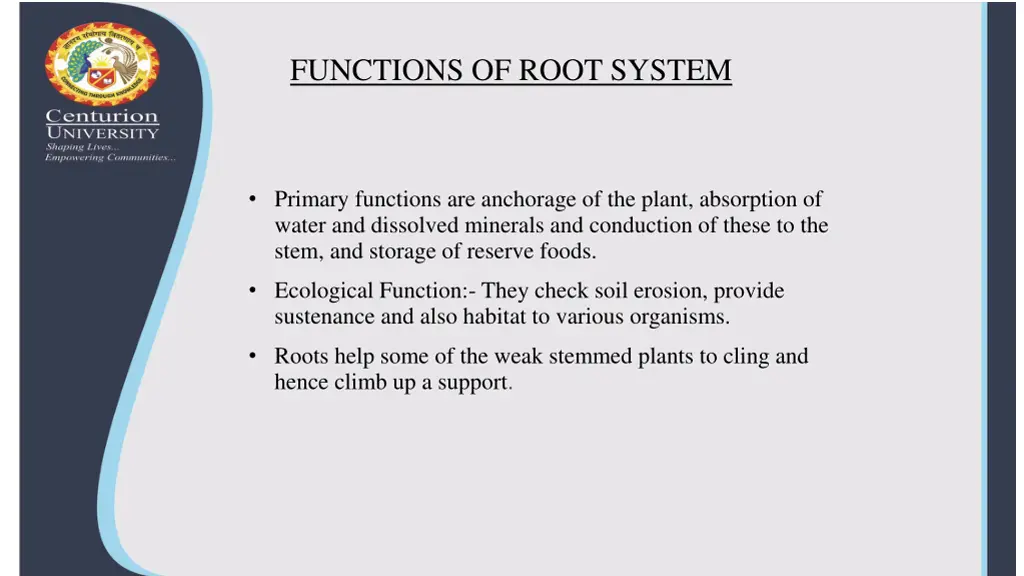 functions of root system