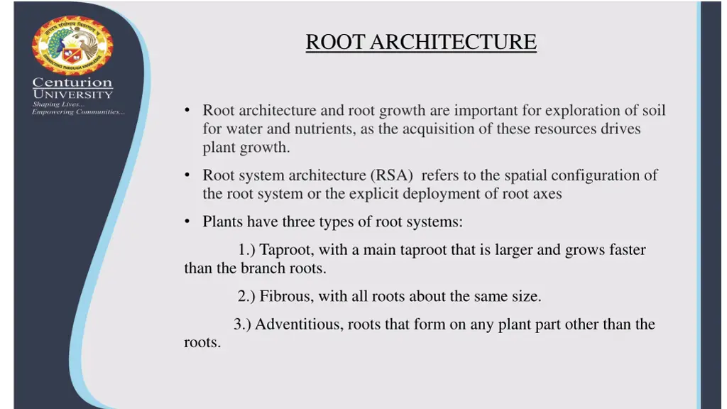 root architecture