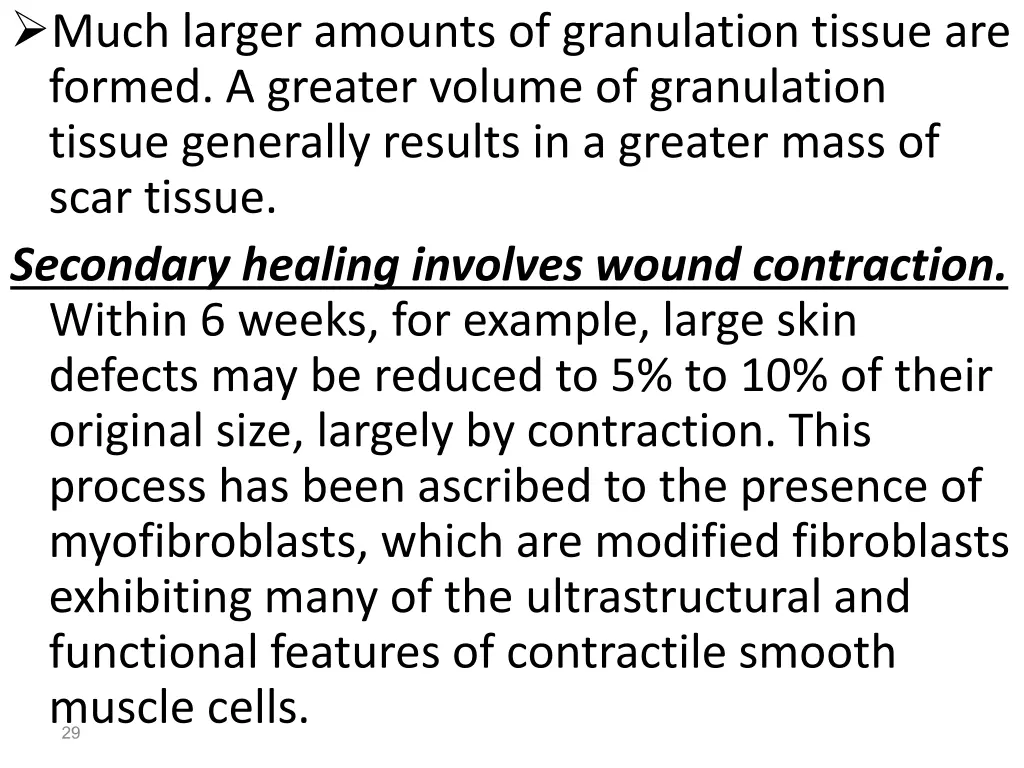 much larger amounts of granulation tissue