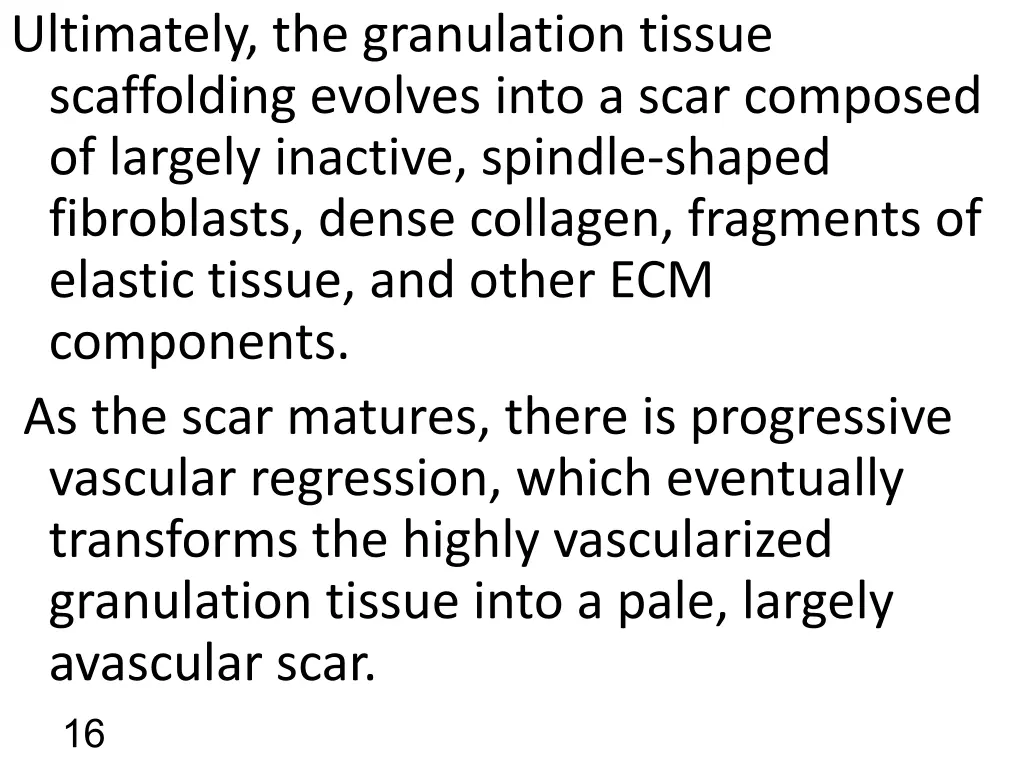 ultimately the granulation tissue scaffolding