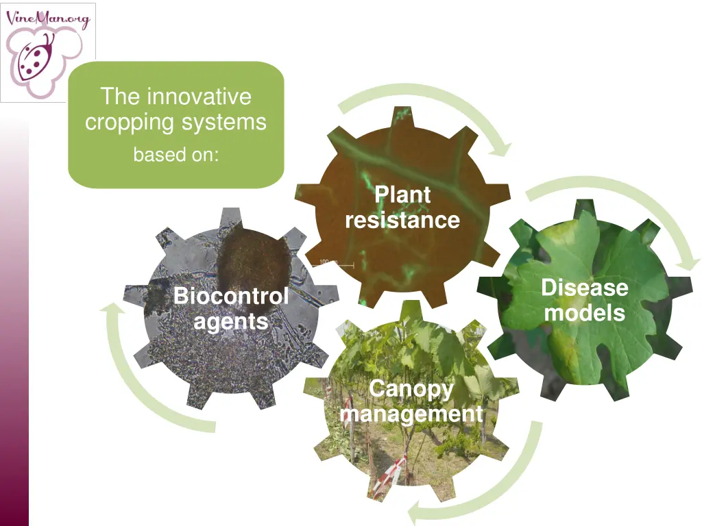 the innovative cropping systems based on