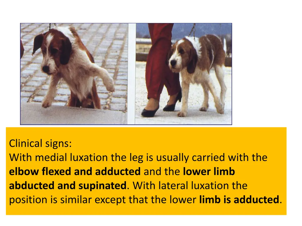 clinical signs with medial luxation