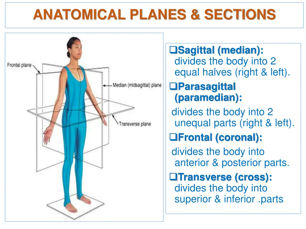 anatomical planes sections