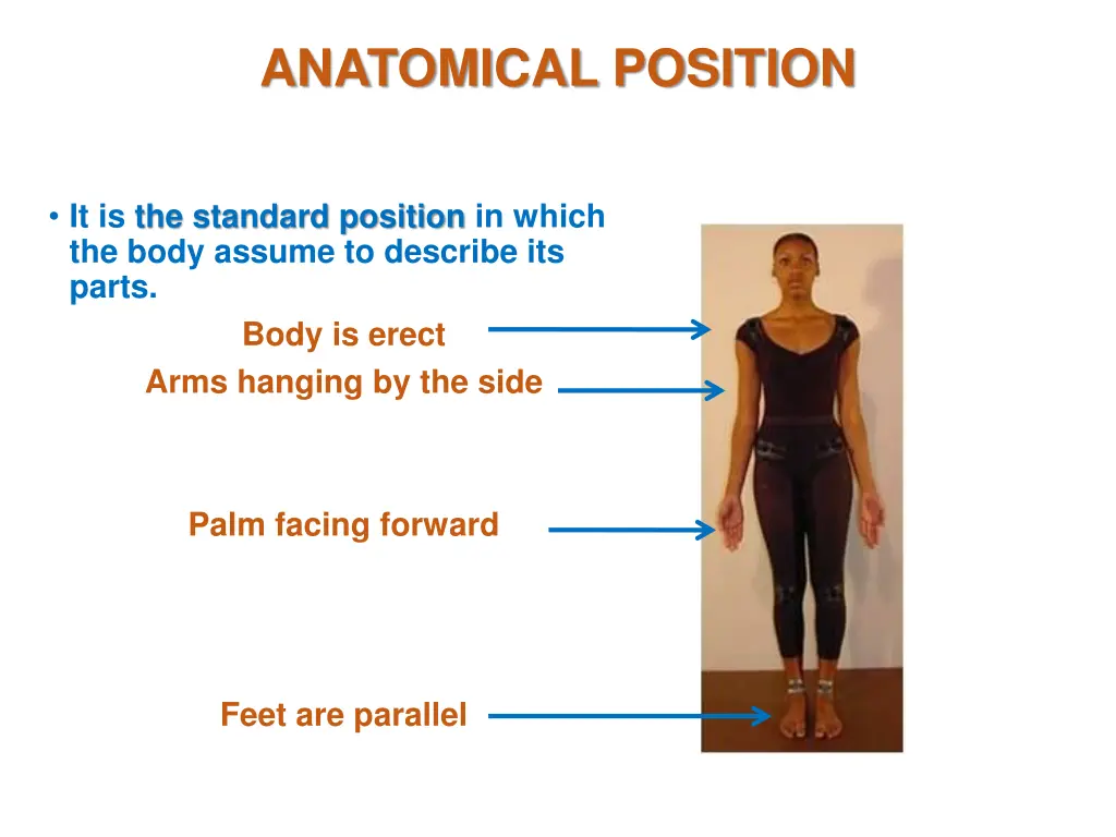 anatomical position