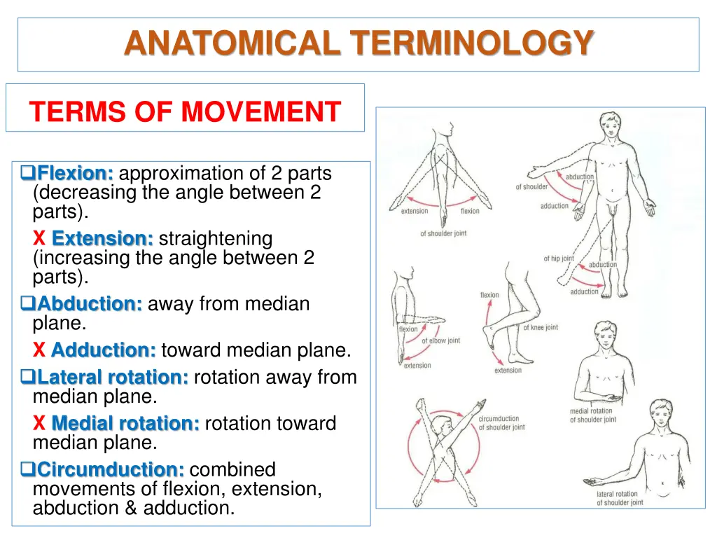 anatomical terminology 1
