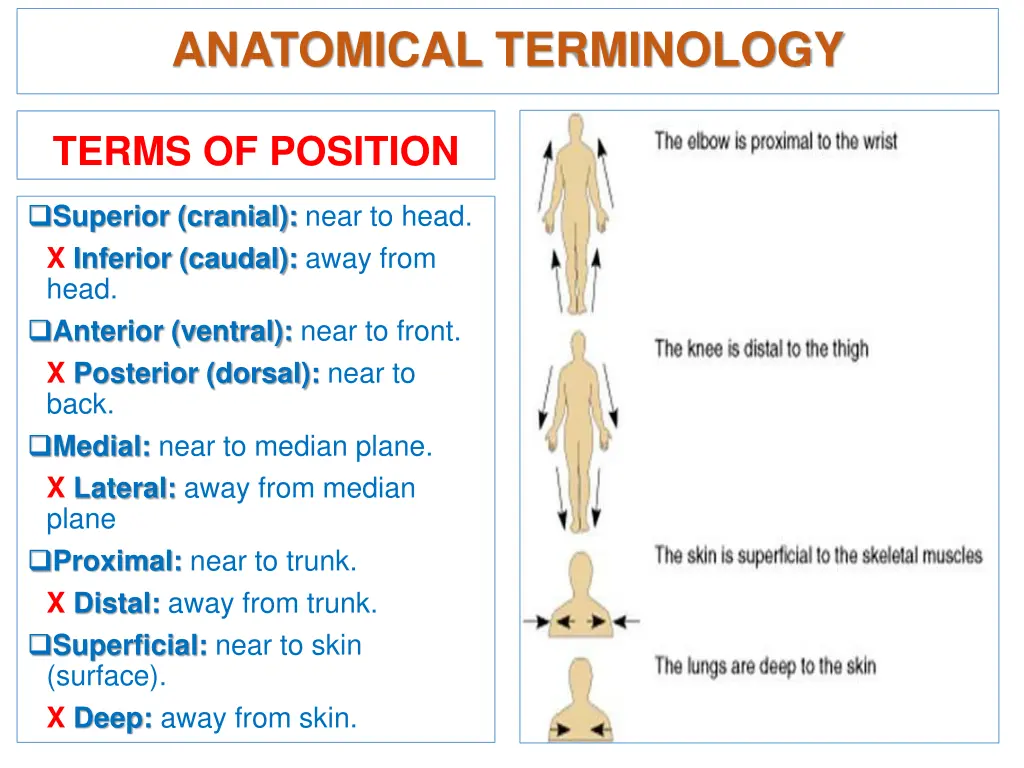anatomical terminology