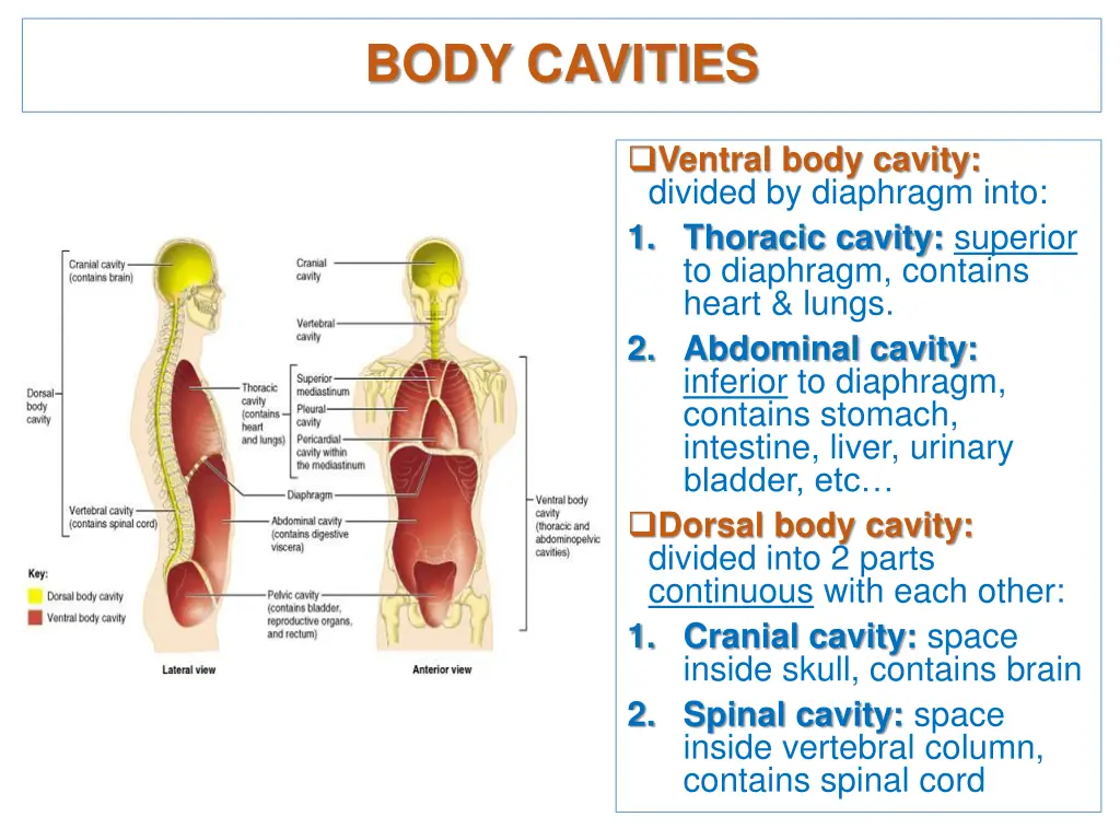 body cavities
