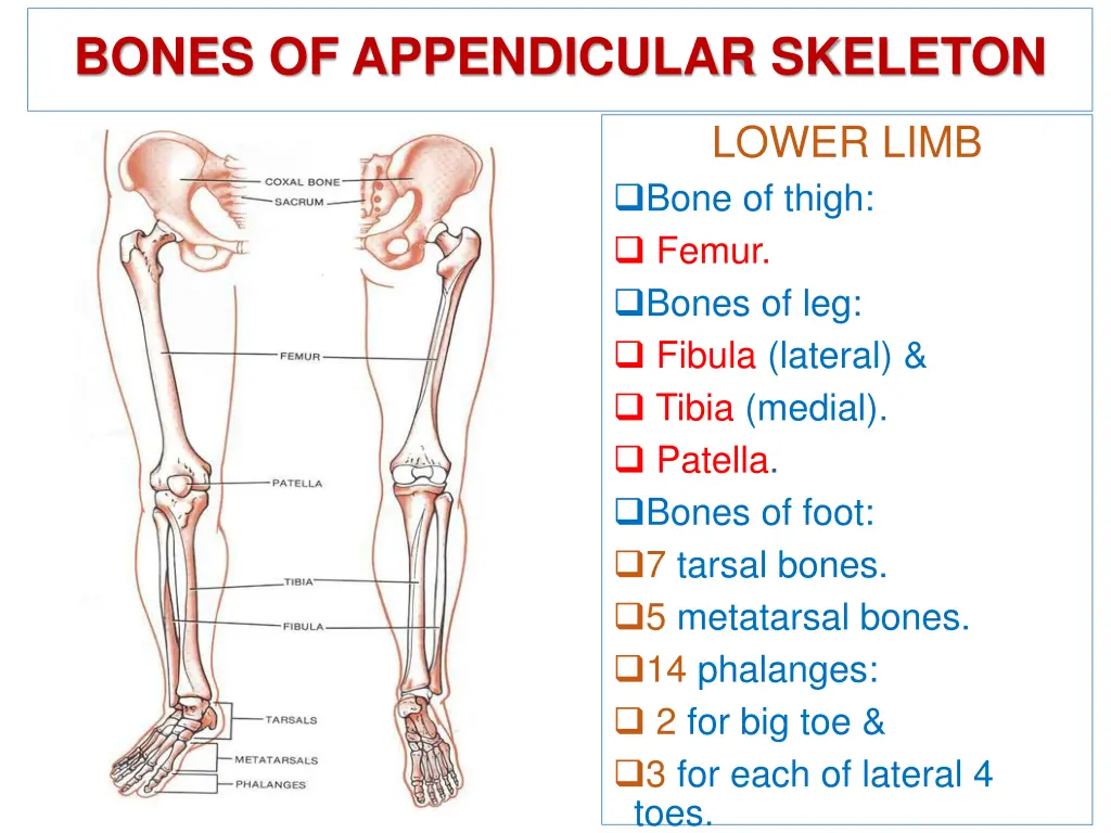 bones of appendicular skeleton 2