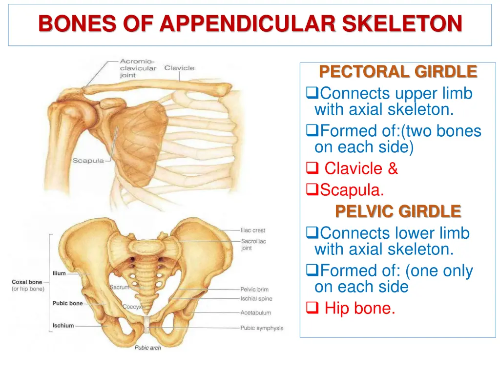 bones of appendicular skeleton