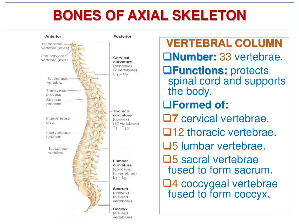 bones of axial skeleton 1