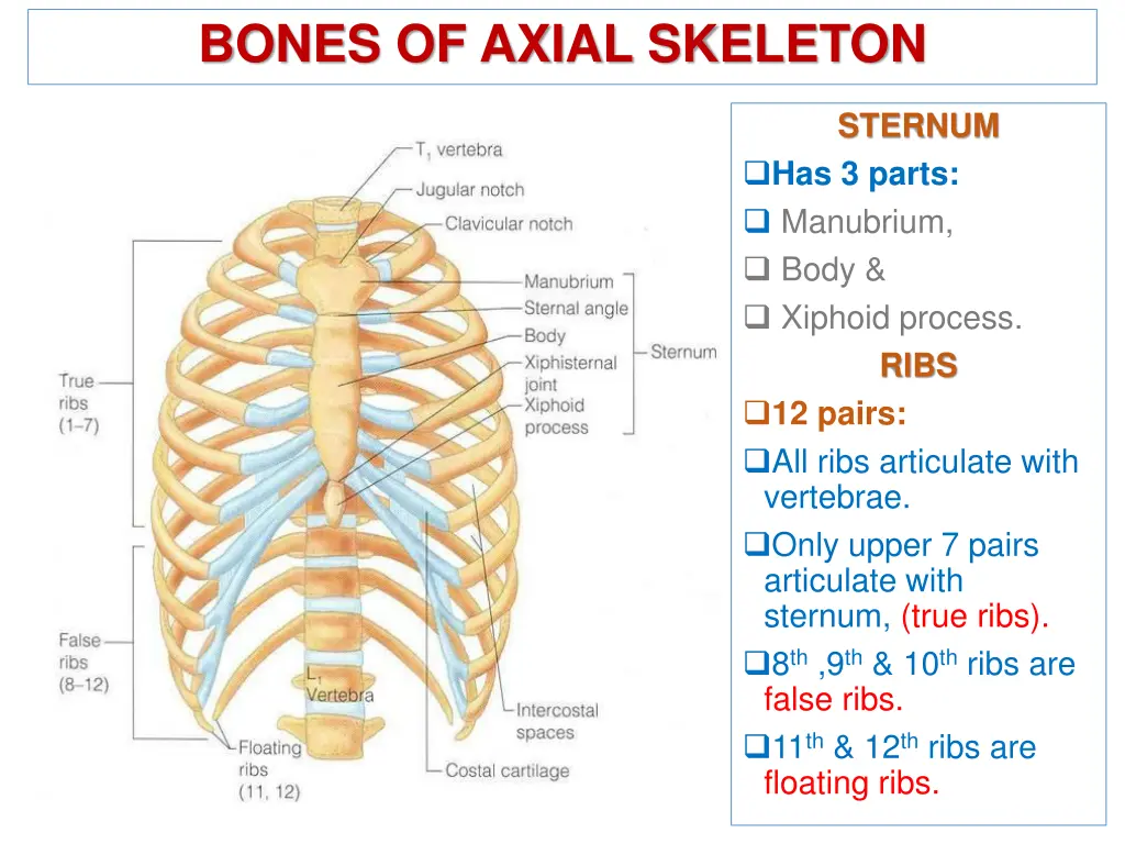 bones of axial skeleton 2