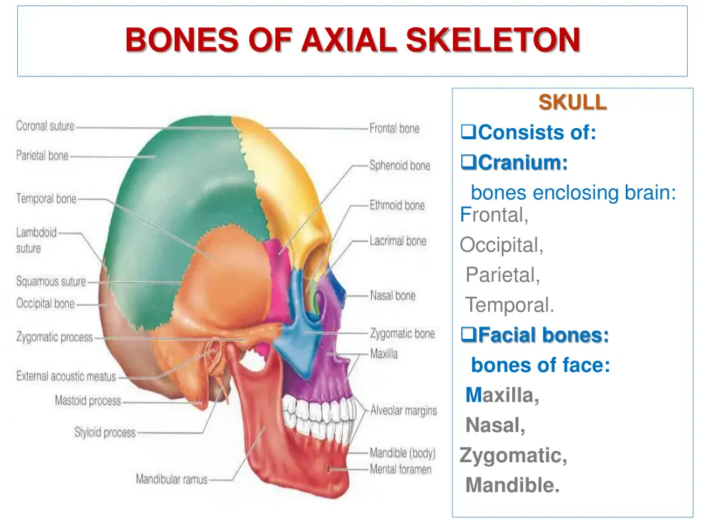 bones of axial skeleton