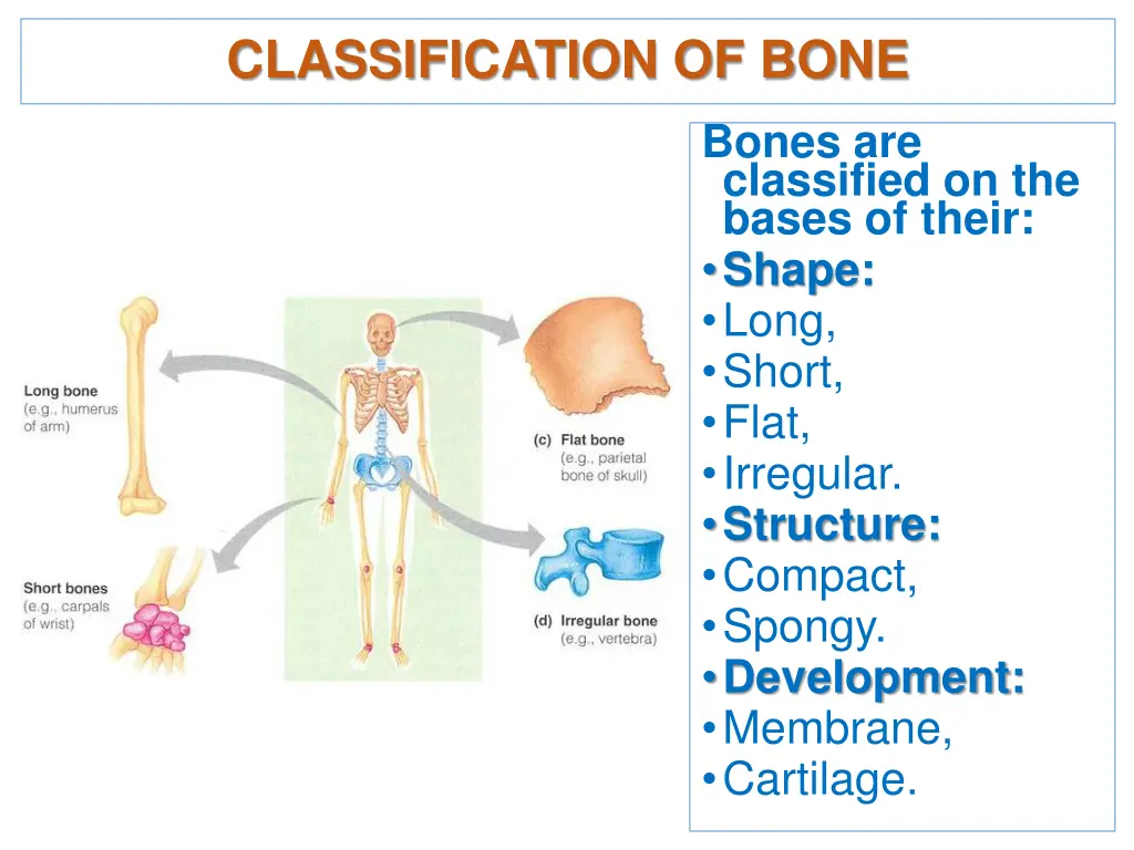 classification of bone