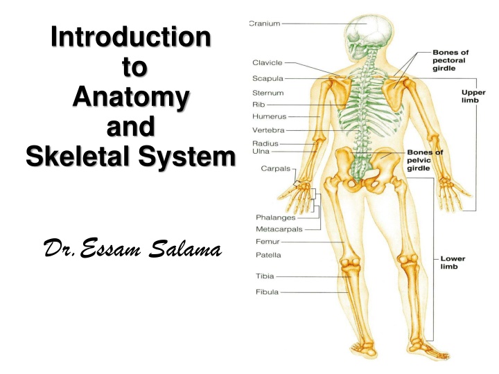 introduction to anatomy and skeletal system