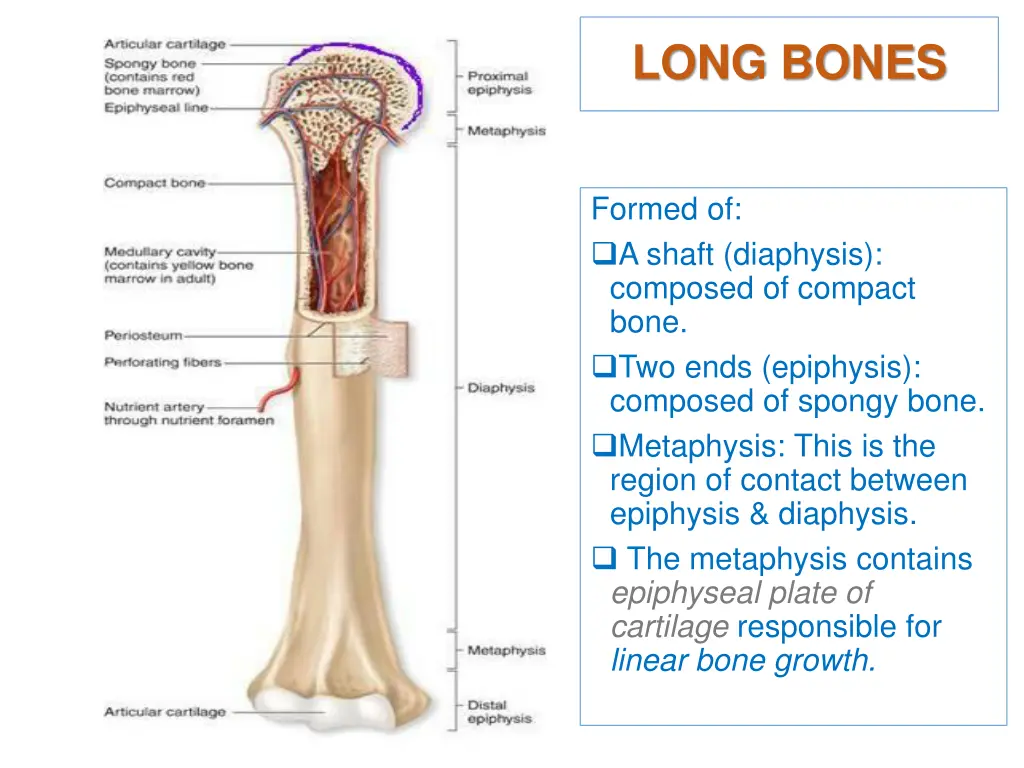 long bones