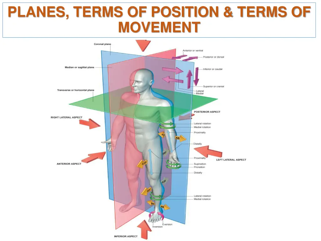 planes terms of position terms of movement