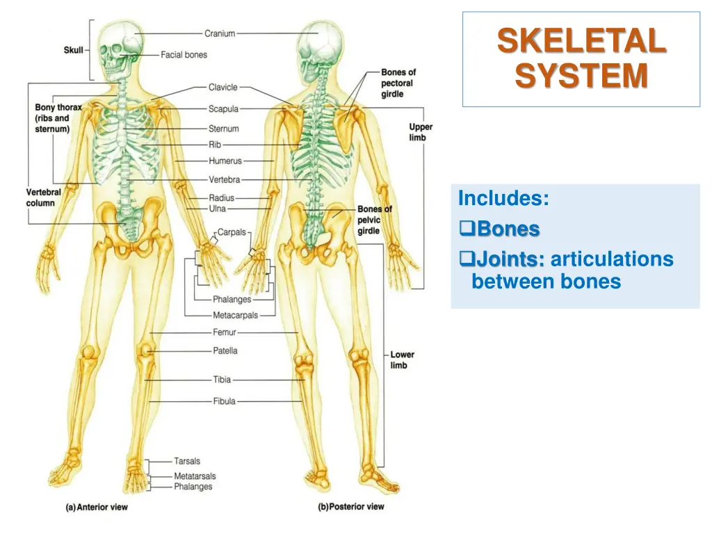 skeletal system