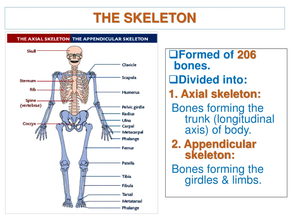 the skeleton
