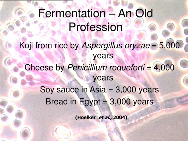 fermentation an old profession