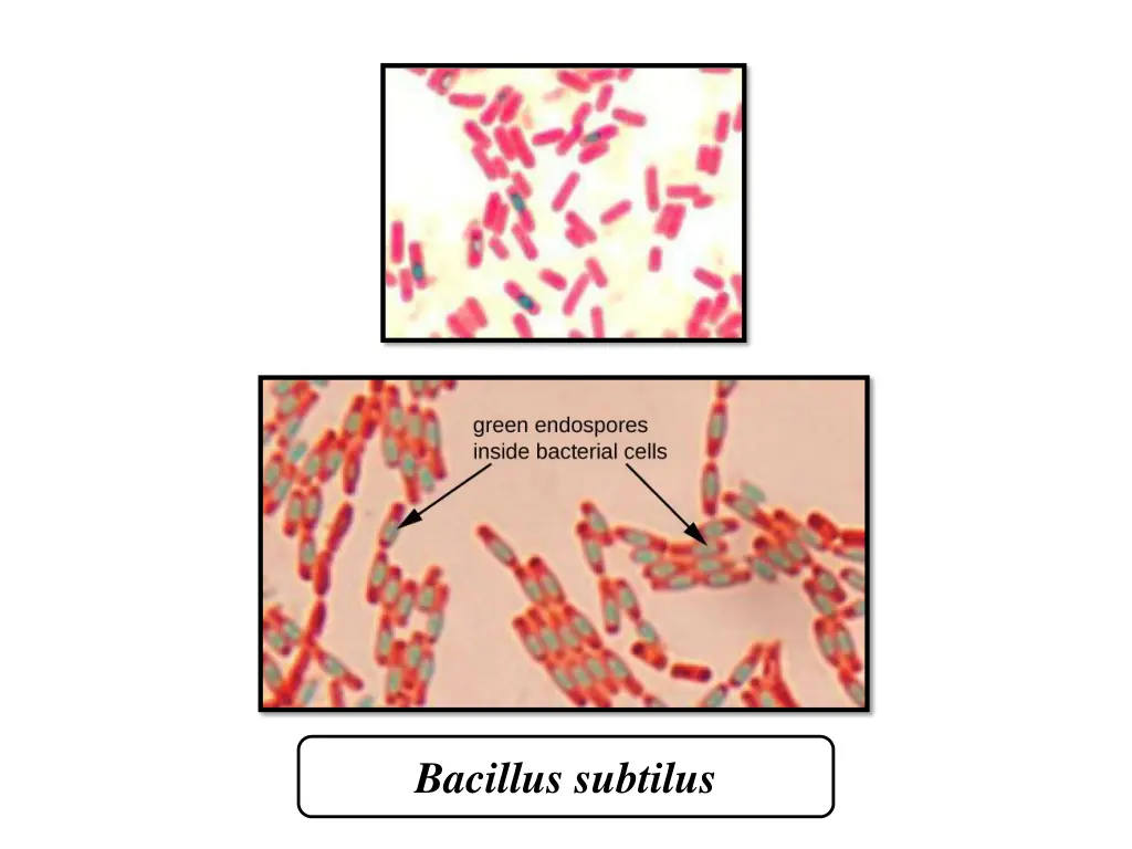bacillus subtilus
